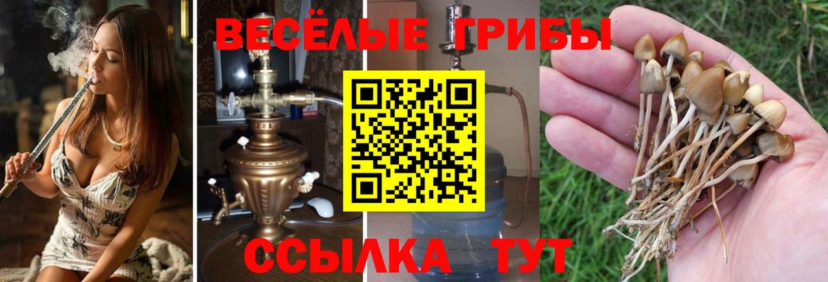 Псилоцибиновые грибы Psilocybine cubensis  Вход с VPN  Чистополь 